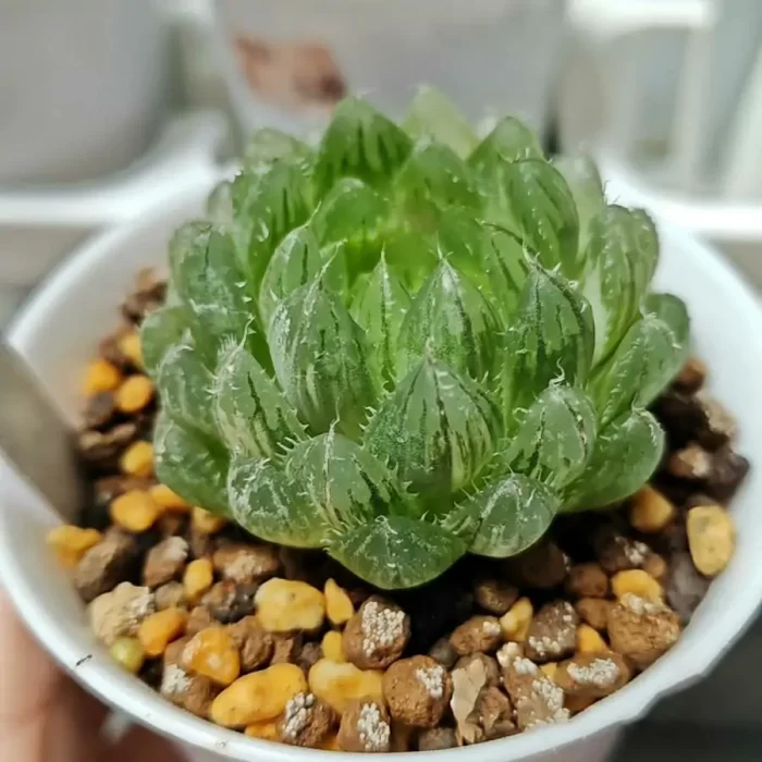 Haworthia Emerald Cloud - Image 2