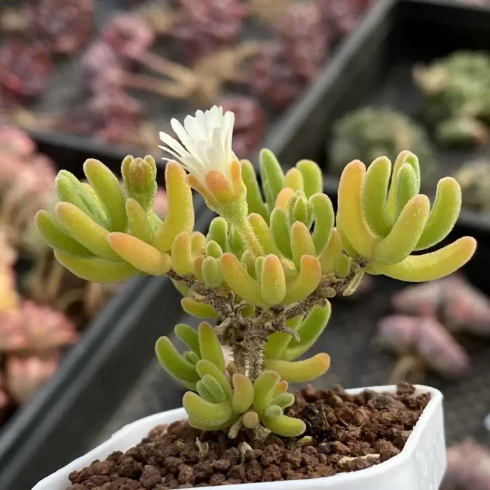 Dicrocaulon Orange Leaf - Image 2