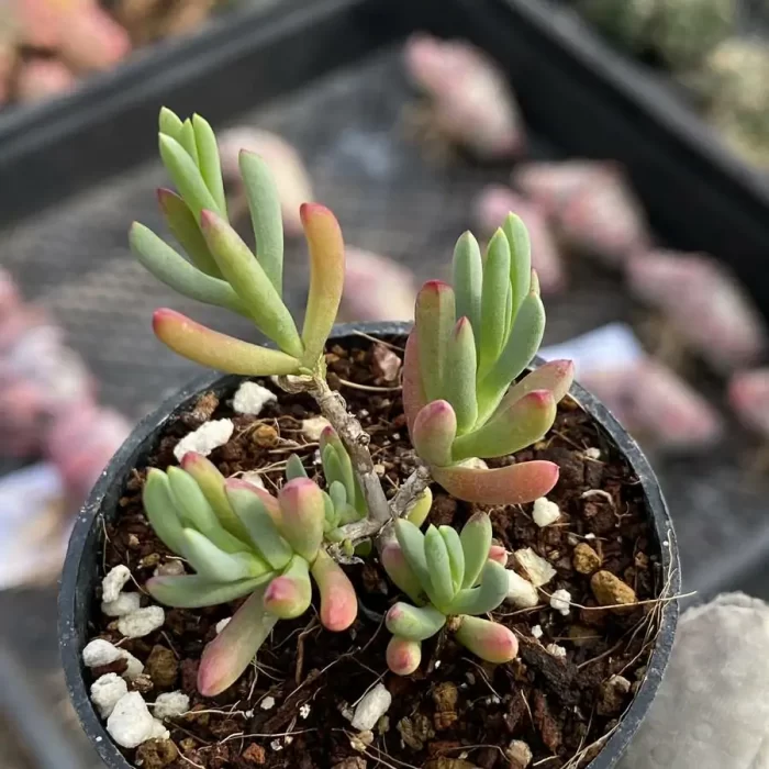 Dicrocaulon Little Green Dragon - Image 2