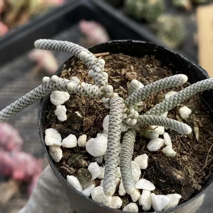 Anacampseros Avonia papyracea - Image 2