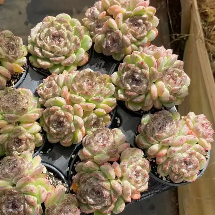 e202-11.webp Echeveria black sand beach clestering - Image 2