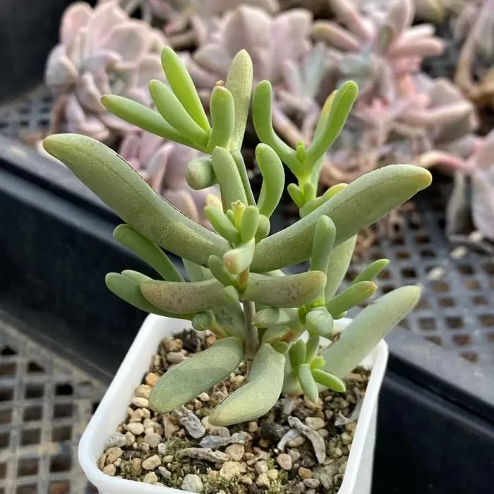 Dicrocaulon Jiao Meiren - Image 2