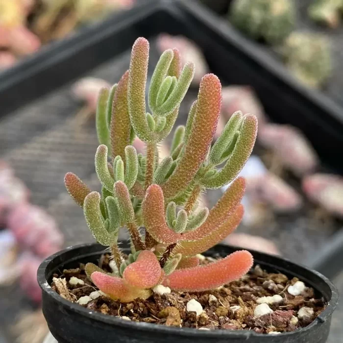 Dicrocaulon Red Diamond - Image 2