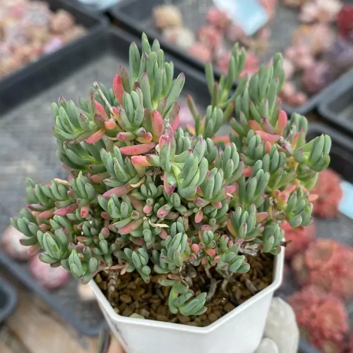 Dicrocaulon Qinglong - Image 2