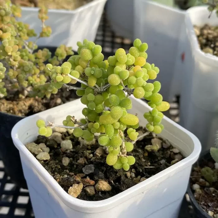 Dicrocaulon Rice - Image 2