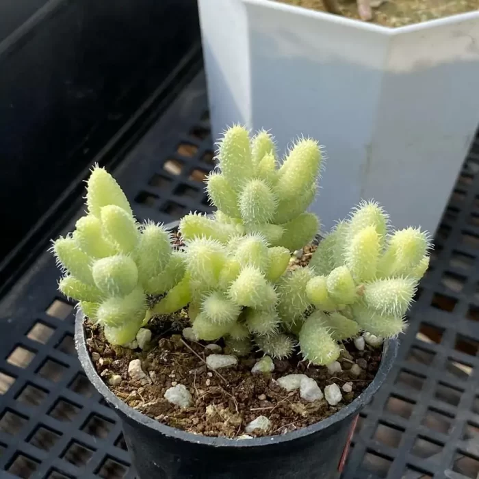Delosperma Leitong Variegated Clustering - Image 2