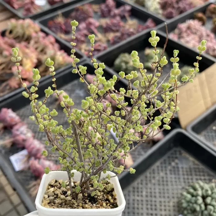 Dicrocaulon Big Laisi - Image 2