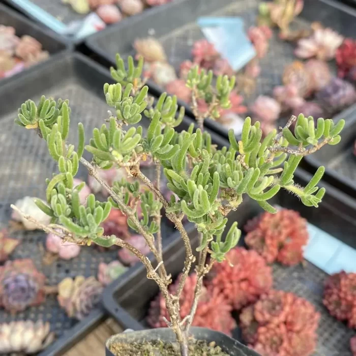 Dicrocaulon Fluorescent Rabbit - Image 2