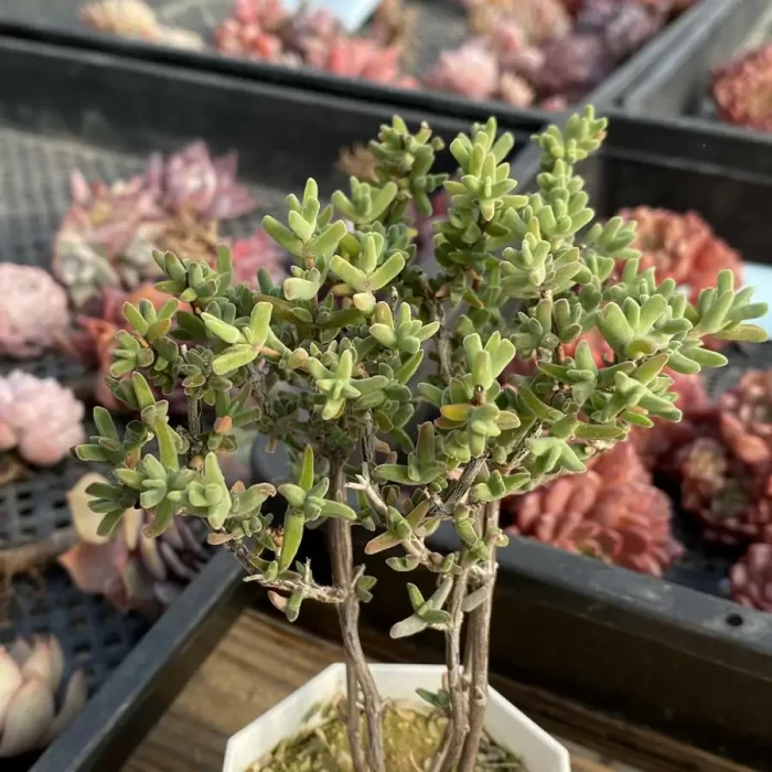 Dicrocaulon Crystal shrimp Claws - Image 2