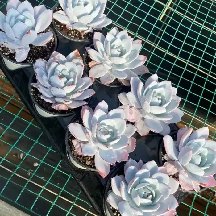 Echeveria white lotus - Image 2