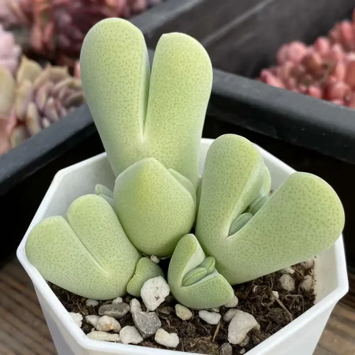 Cheiridopsis Peculiaris Clustering - Image 2