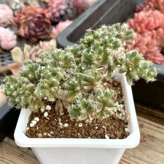 Trichodiadema Densum Schwantes - Image 2