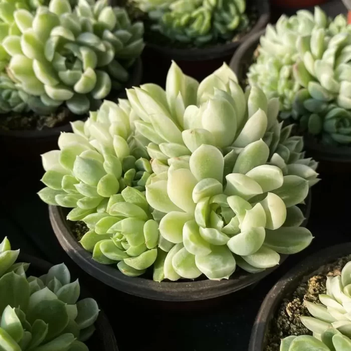 Echeveria vanilla moon shadow Clustering - Image 2