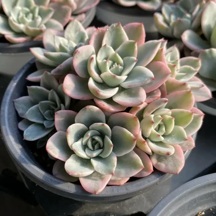 Echeveria cream yellow peach Clustering - Image 2