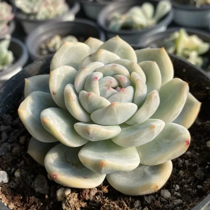 e202-127.webp Echeveria Monroe Variegated - Image 2