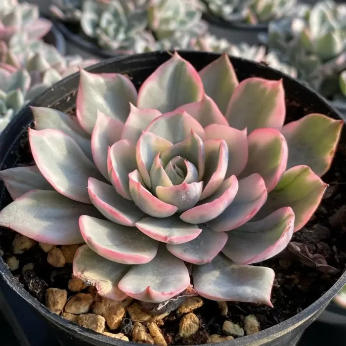 Echeveria Amistar variegated - Image 2