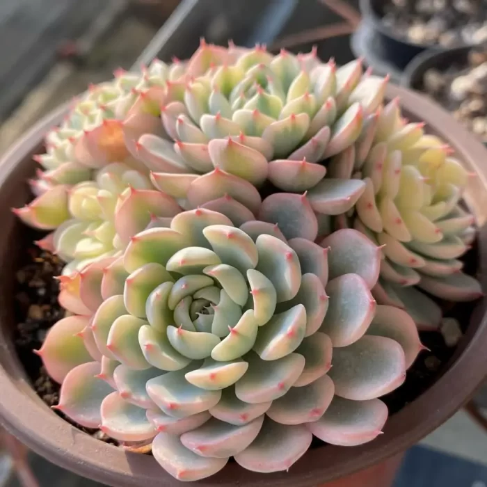 Echeveria Minima Variegated Clustering - Image 2