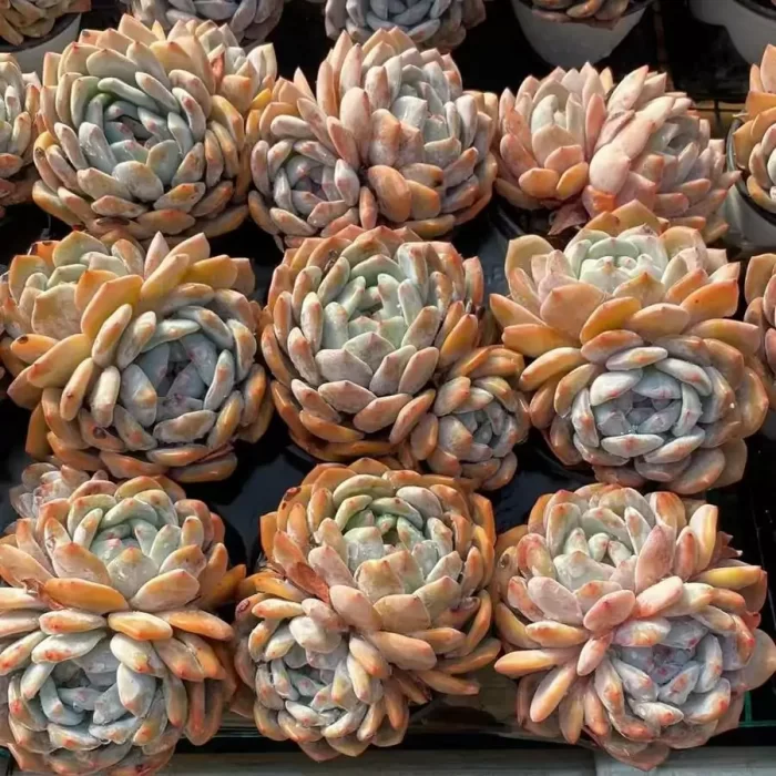 Echeveria Monroe double - Image 2