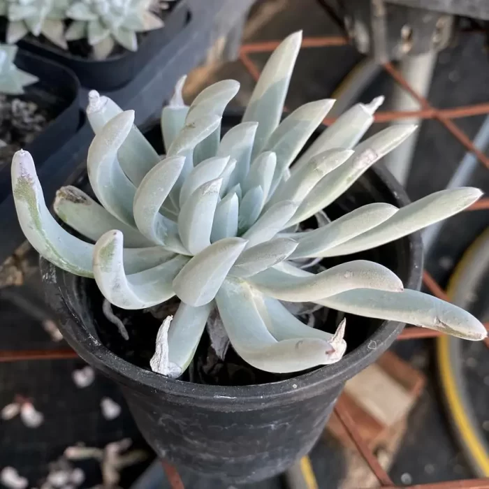Dudleya  Slave - Image 2