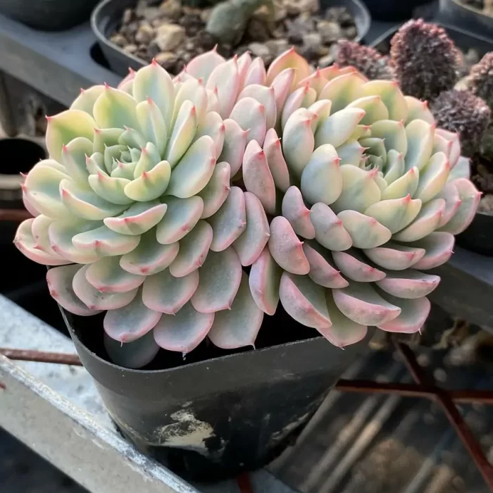 Echeveria Minima Variegated double - Image 2