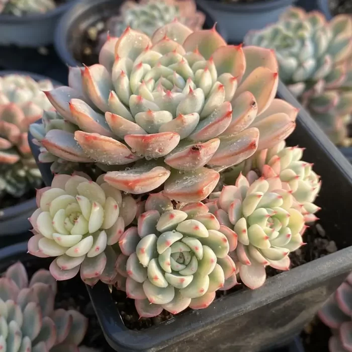 Echeveria Minima Variegated No cutting natural Clustering - Image 2