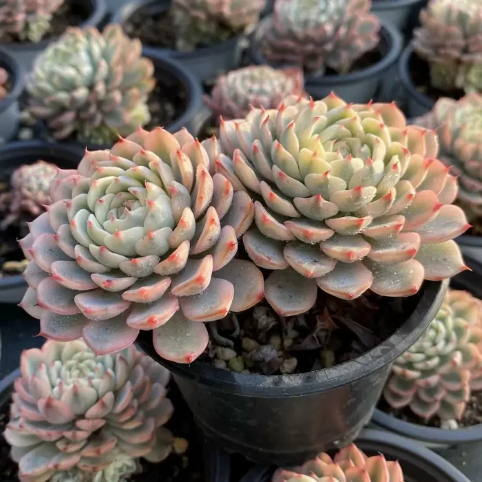 Echeveria Minima Variegated Double Head - Image 2