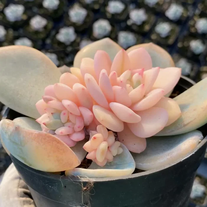 Echeveria Monroe Variegated - Image 2