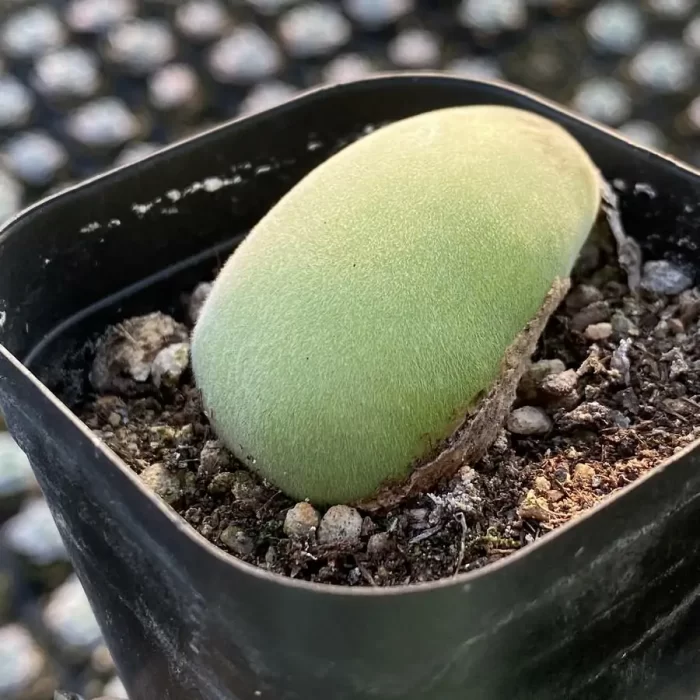 Muiria-Hortenseae - Image 2