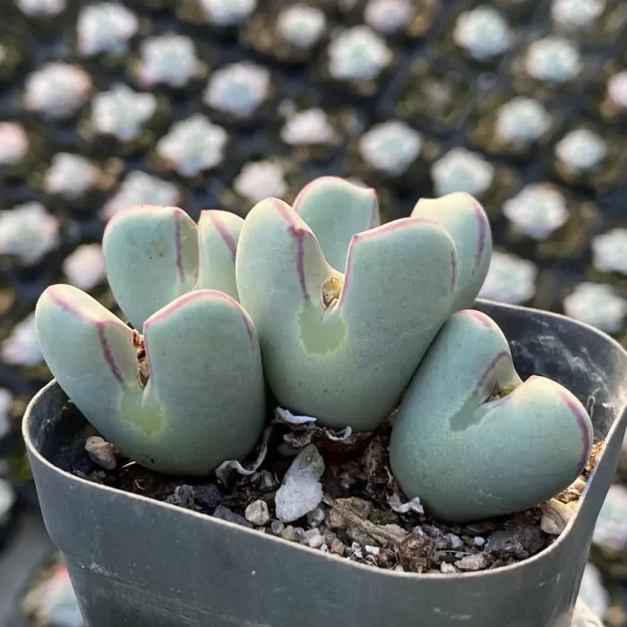 Conophytum Bilobum Clustering(5 heads) - Image 2