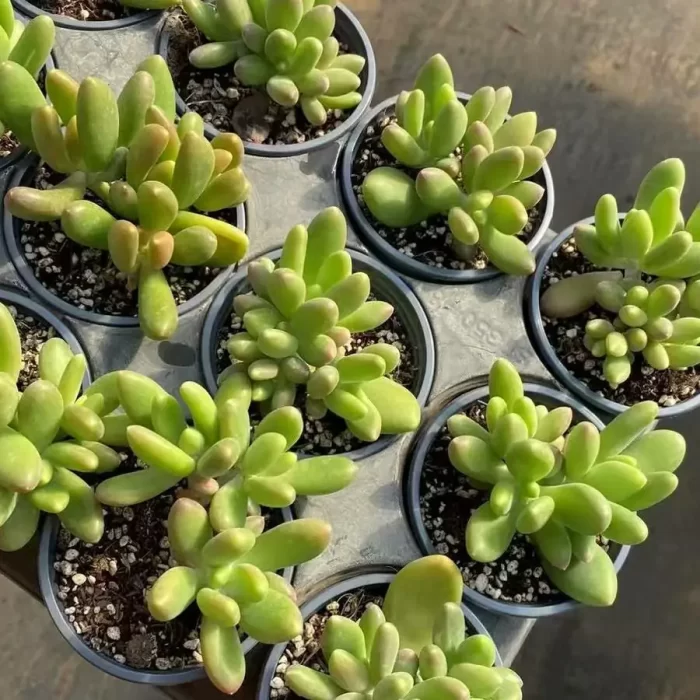 Pachyphytum japonica clustering - Image 2