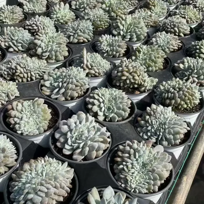 Echeveria Monroe  Cristata - Image 2