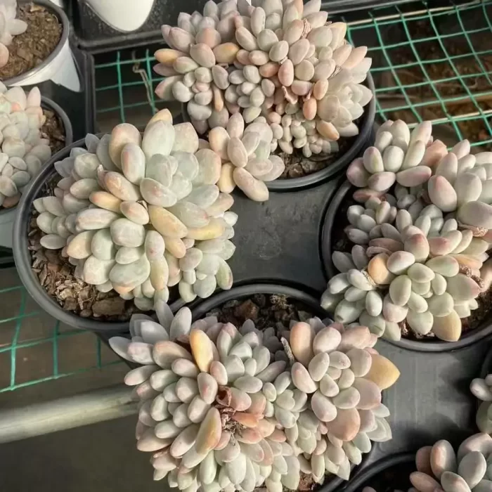 Graptopetalum glutinous rice balls clustering - Image 2