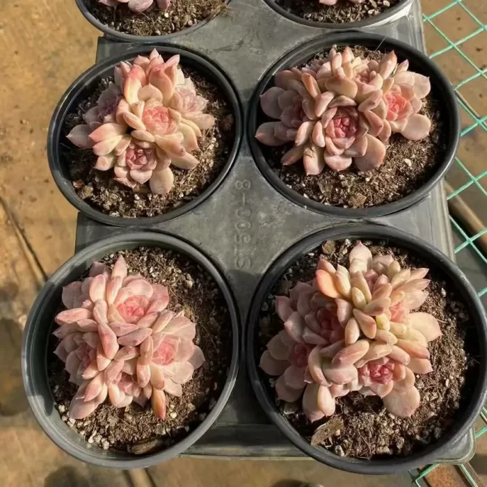 Echeveria Snow Hibiscus Clustering - Image 2