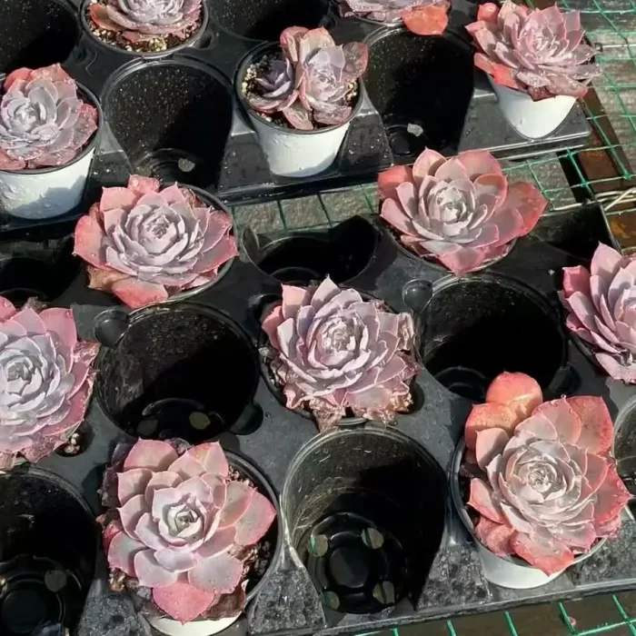 Echeveria Pinky - Image 2