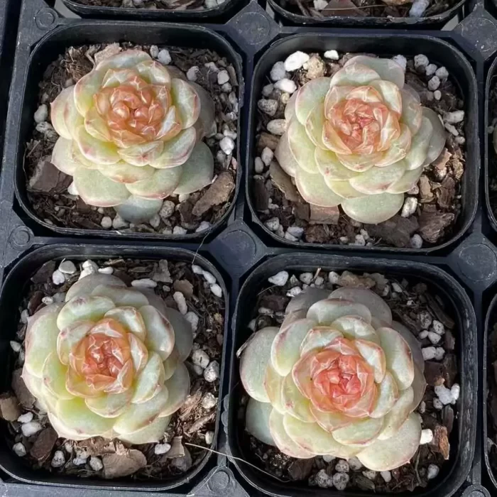 Echeveria Pear Blossom Wine - Image 2