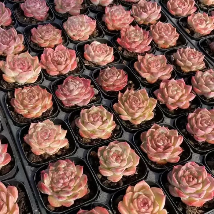 Echeveria Succubus - Image 2