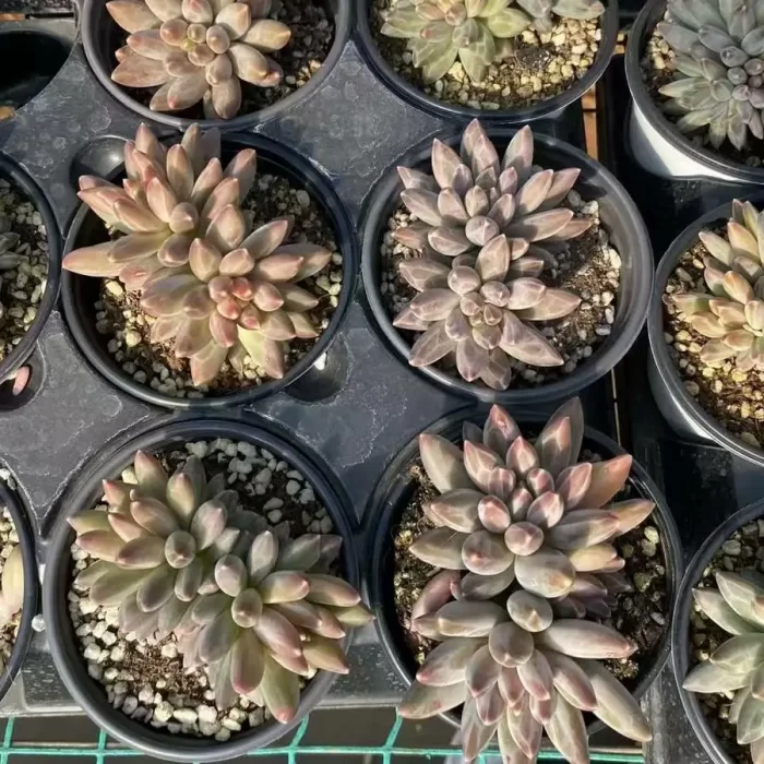 Pachyphytum Icarus Double Headed - Image 2