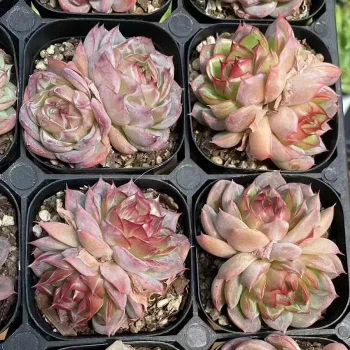 Echeveria Cranberry Double Headed - Image 2