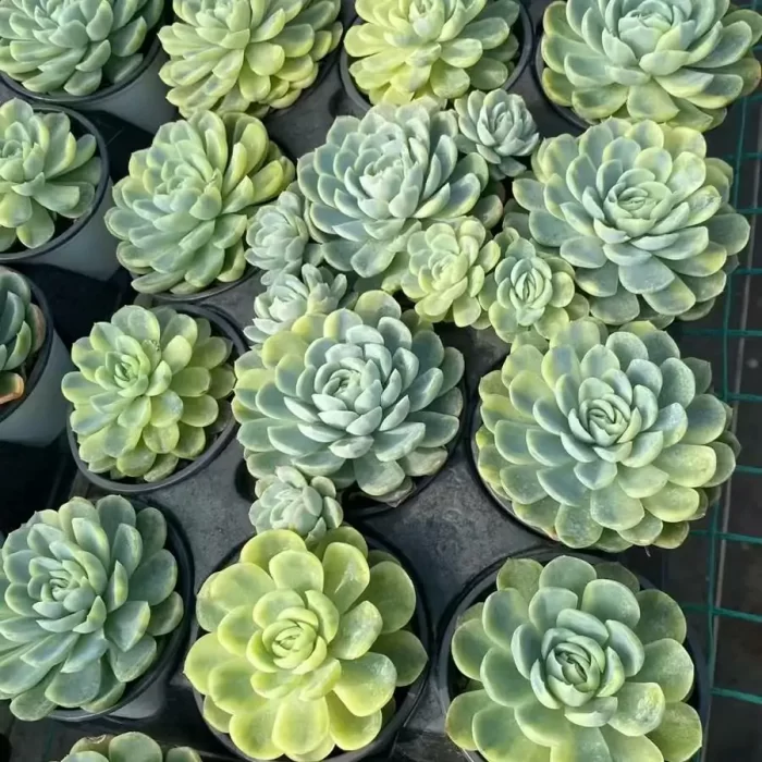 Echeveria Minibell Variegated - Image 2