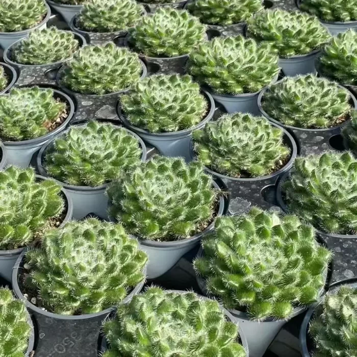 Echeveria Golden Fruit - Image 2