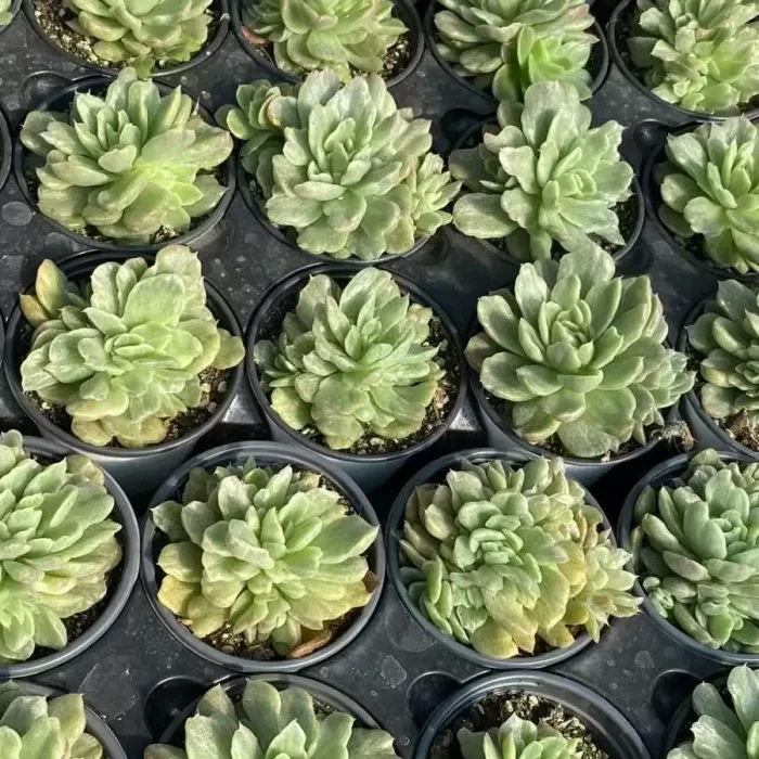 Echeveria Floriana Monstrose Variegated - Image 2