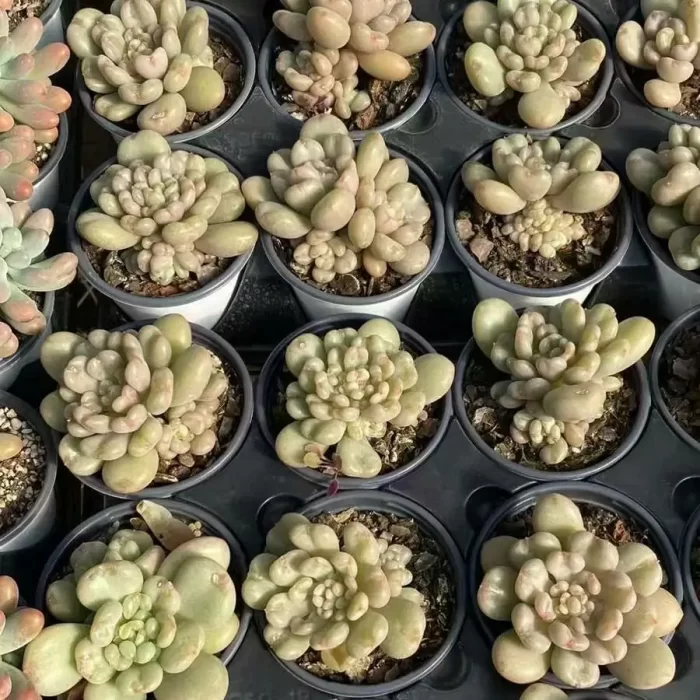 Echeveria Bayi With Cubs - Image 2