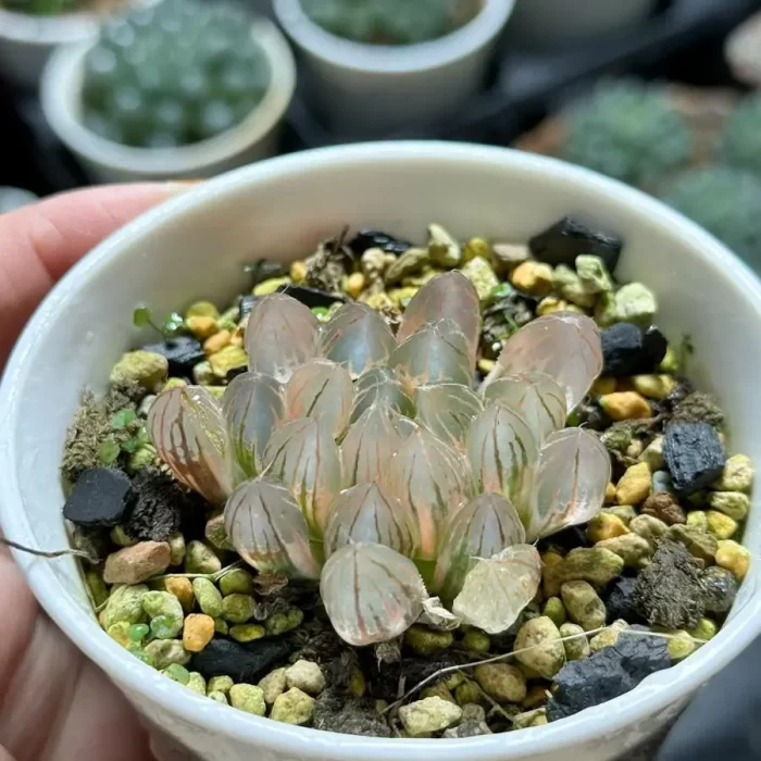 e202-3.webp Haworthia Neon Light Variegated - Image 2
