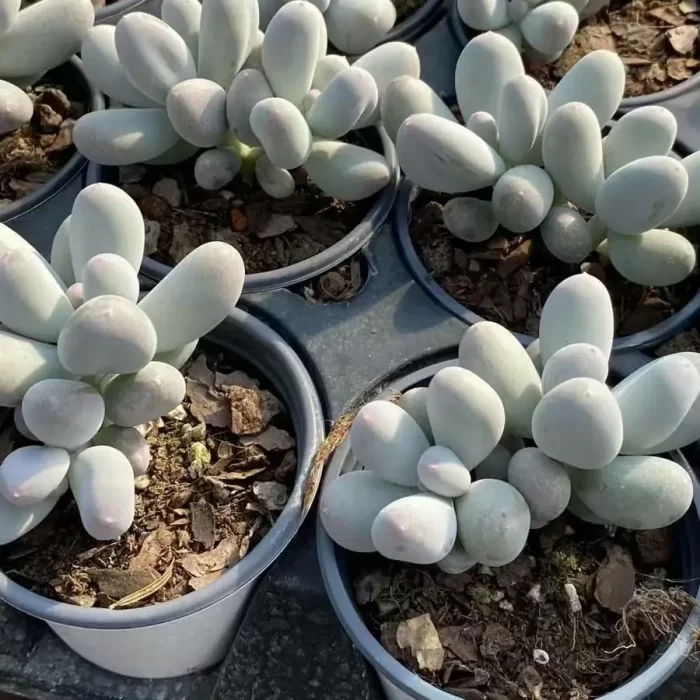 Graptopetalum Rice milk Double Head - Image 2