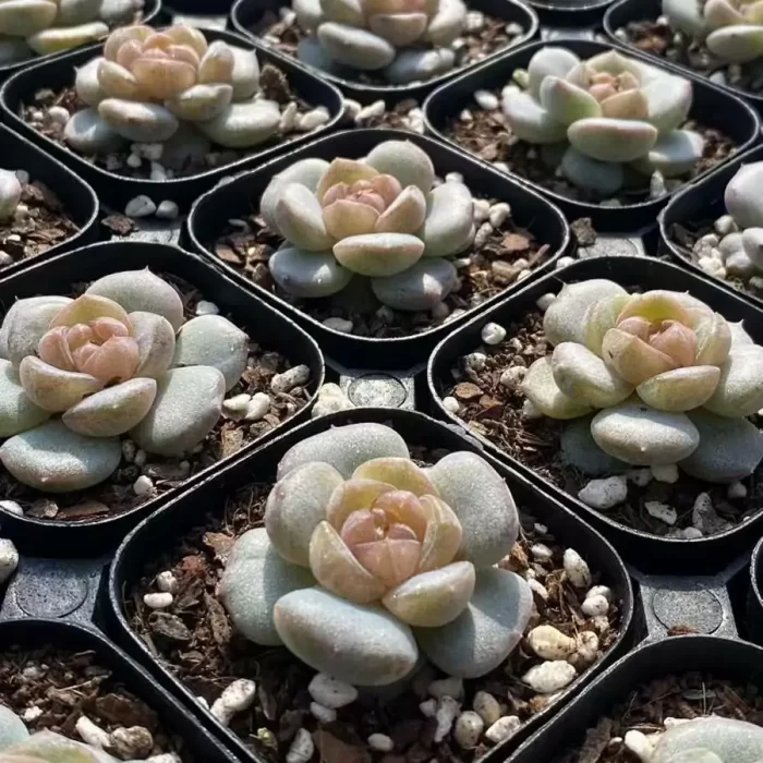 Echeveria Brandy - Image 2