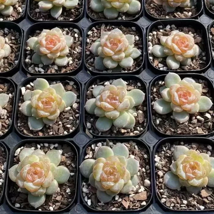 Echeveria Coral Island - Image 2