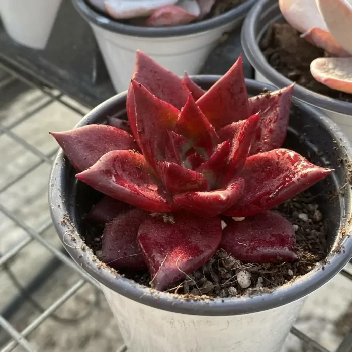 e202-36.webp Echeveria Romeo Rubin - Image 2