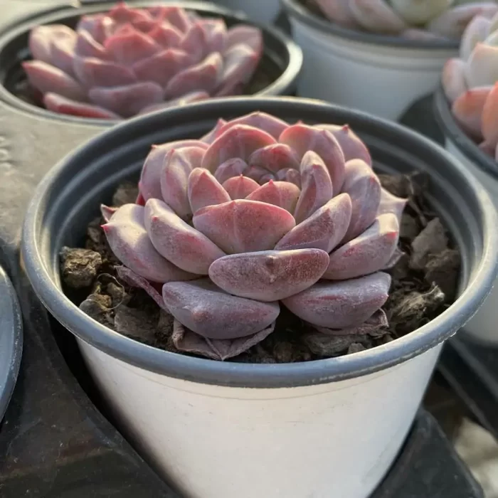 Echeveria Velvet - Image 2