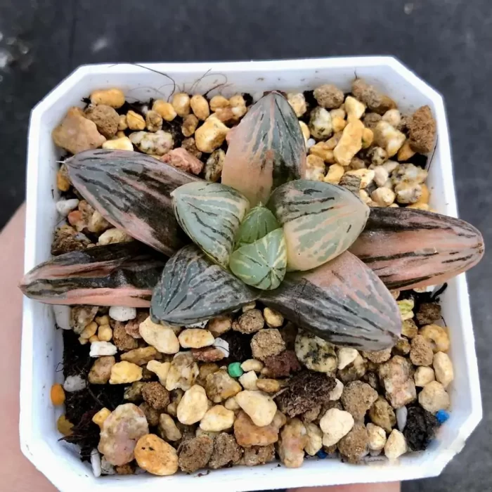 Haworthia 'Nuoyulu' Variegated - Image 2