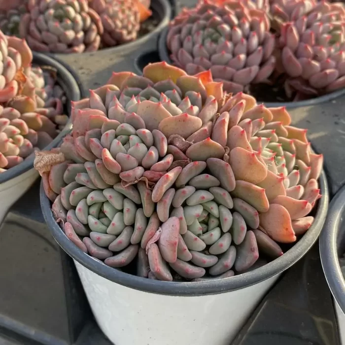 Echeveria Cute bubble Clustering - Image 2